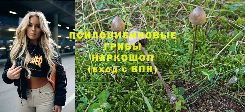 Псилоцибиновые грибы Cubensis  Артёмовский 